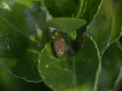 Réf. 263 495 : Ectobius sp.